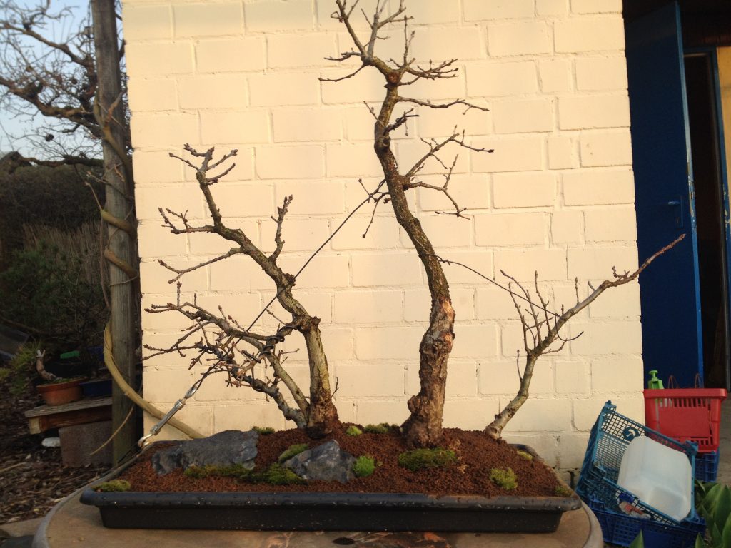 Eichenwald (Quercus Robur)