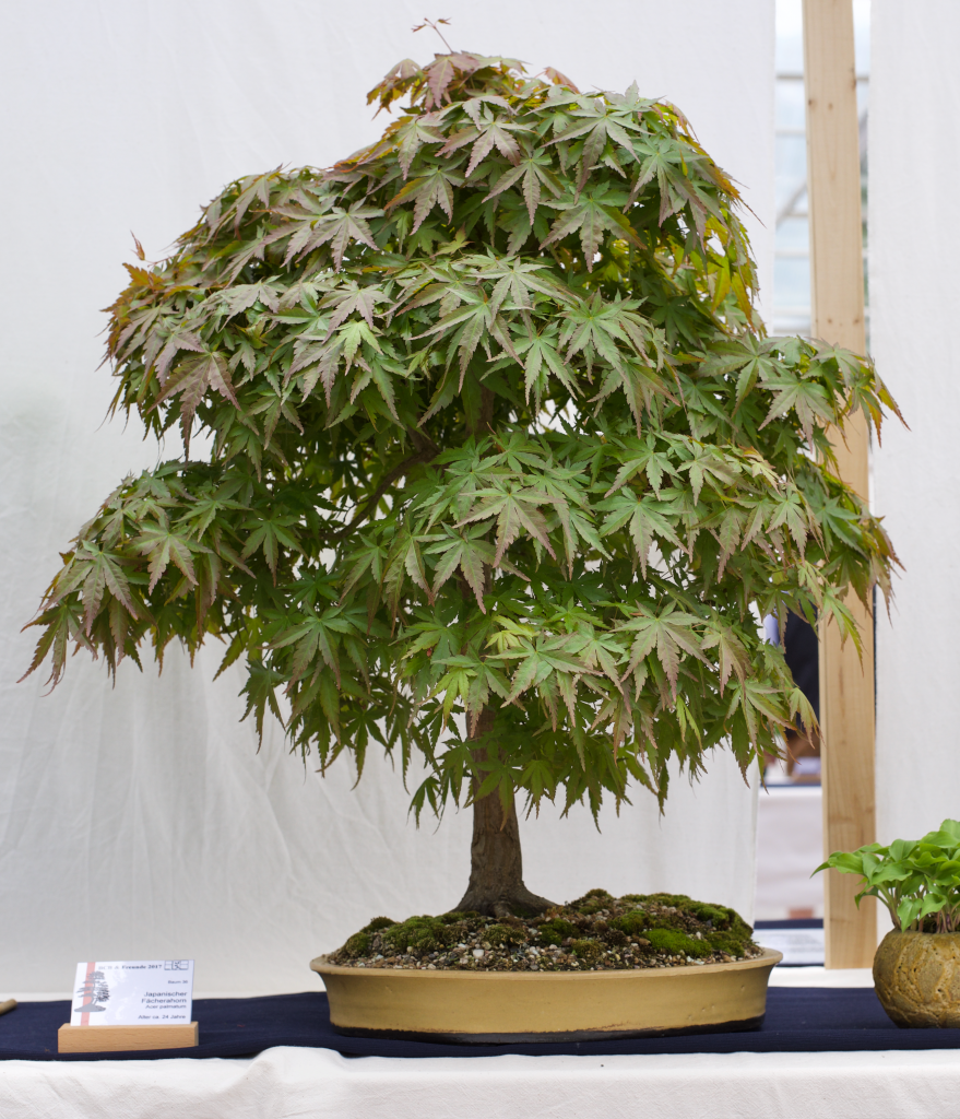 bonsai africa Trichodiadema densum 'African Bonsai' main image 0